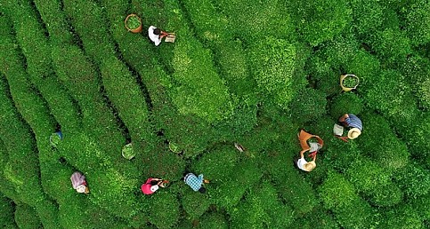 Doğu Karadeniz'de çay hasadı