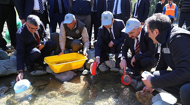 Rize'de 1 Milyon alabalık derelerle buluşuyor