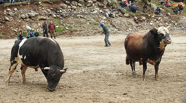 23. Ayder Festivali'nde boğalar yarıştı