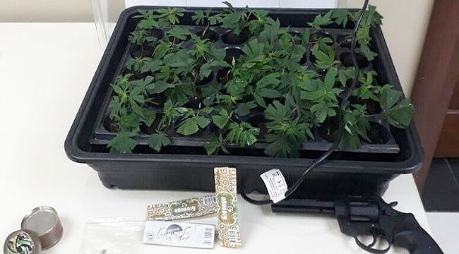 Otomobilin içerisinden kenevir çıktı