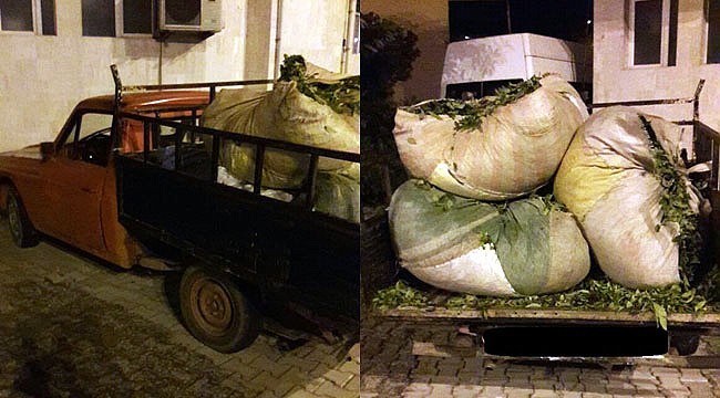 Rize'de yaş çay çalan hırsızlar yakalandı