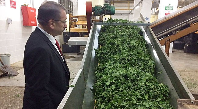 Sütlüoğlu "Çaykur tam kapasite çalışıyor" dedi