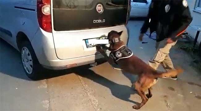 Zehir tacirlerine Hector'dan geçit yok