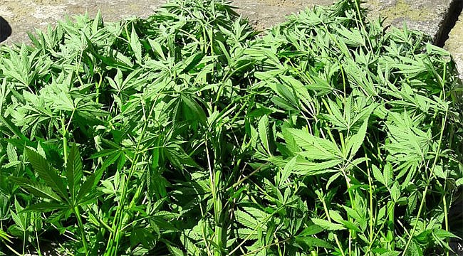 Çamlıhemşin'de uyuşturucu operasyonu