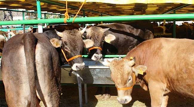 Rize'de kurban satışları 17 Ağustos'ta başlıyor