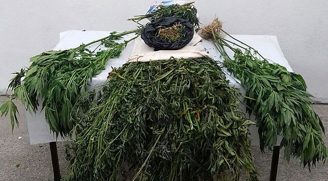 İkizdere'de Jandarma'dan uyuşturucu operasyonu