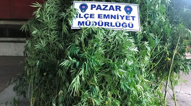 Pazar'da hint keneviri yetiştiren 2 kişi yakalandı