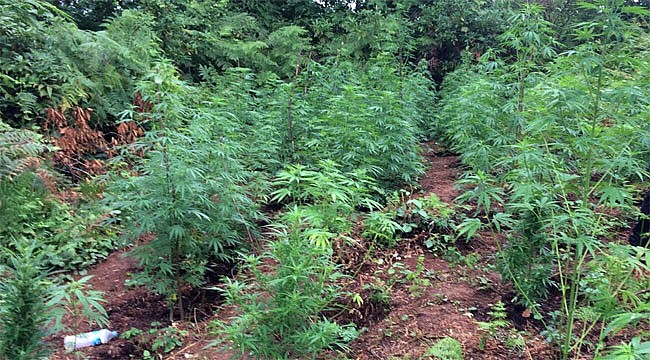 Rize'de çay bahçesine ekili kenevir yakalandı