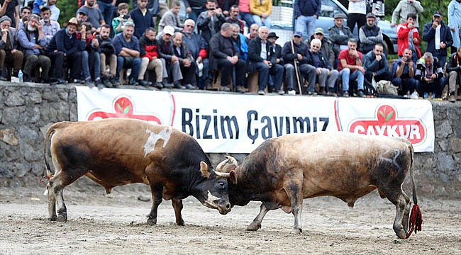 Ayder'de boğa güreşleri ilgiyle izlendi
