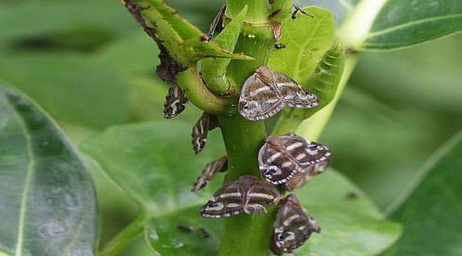 Yalancı Kelebek çaya zarar veriyor mu?