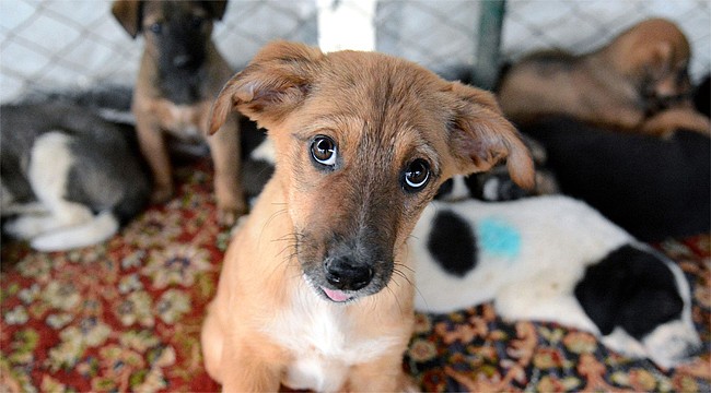 Rize'de sokak hayvanları birer birer kayboluyor