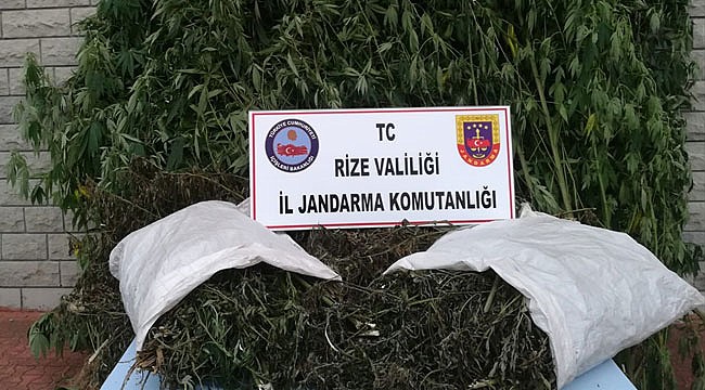 Çayeli'nde 17 kilo esrar yakalandı