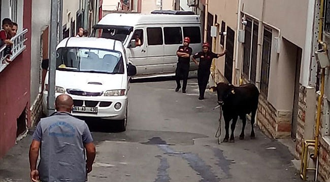 Kaçan kurbanlık boğa 4 saatte yakalanabildi