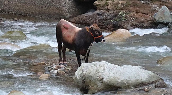 Rize'de ahırdan kaçan kurbanlık boğa dereye düştü
