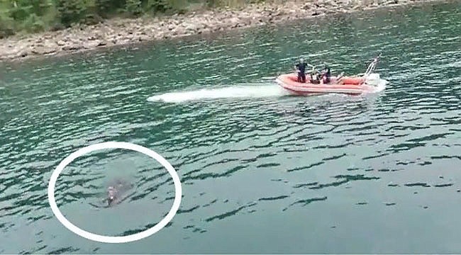 Rize'de kaçan kurbanlık dana Trabzon'da yakalandı