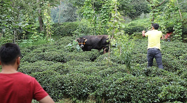 Rize'de kurbanlık boğa Kesime götürülürken kaçtı