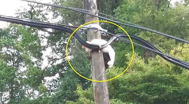 Rize'de telefon direğine sıkışan kedi kurtarıldı