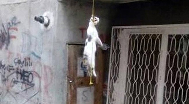 Boğazına ip bağlanan kediyi asarak öldürdüler