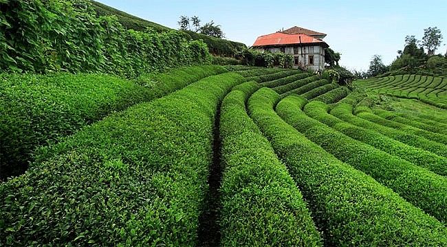 2019 yaş çay fiyatı her kesimi memnun etmeli!