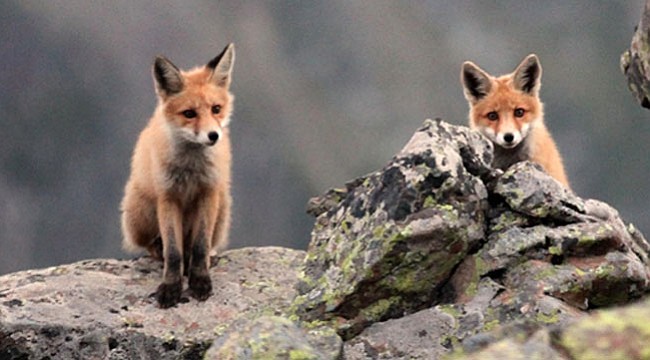 Kaçkar Dağlarında kızıl tilkiler görüntülendi