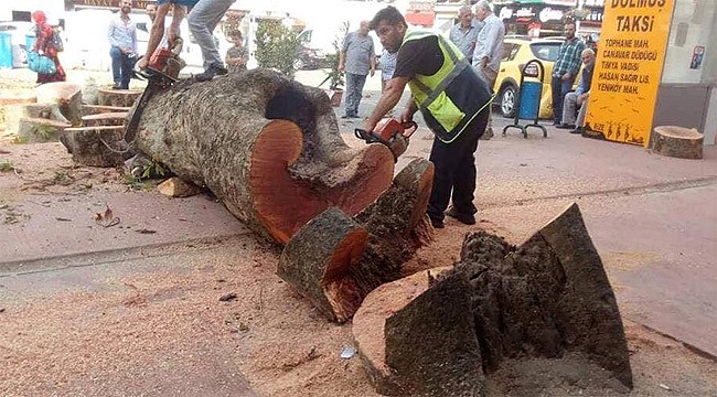 Kasap'tan kesilen çınar ağacı ile ilgili açıklama