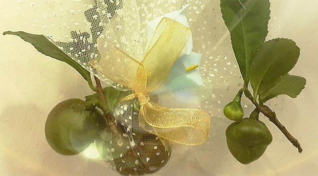 Oğlunun düğününde davetlilere çay tohumu hediye etti