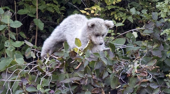 Rize'de ayı ve yavrusu cep telefonuyla görüntülendi