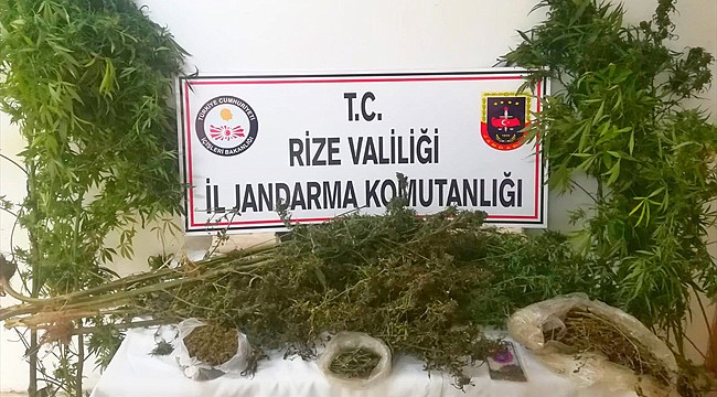 Rize'de esrar operasyonu: 3 gözaltı