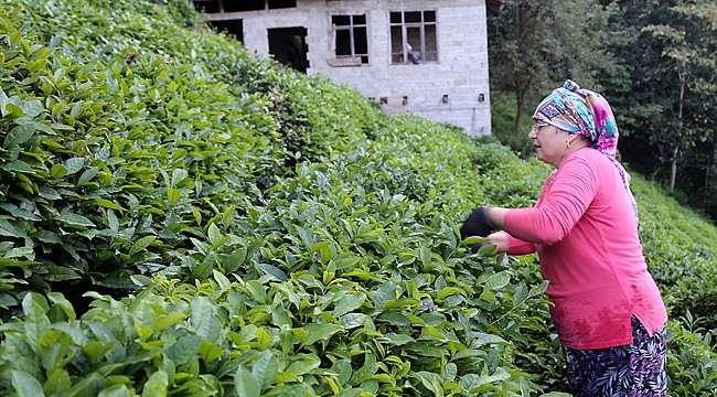 Çay ihracatının şampiyonu Rize oldu