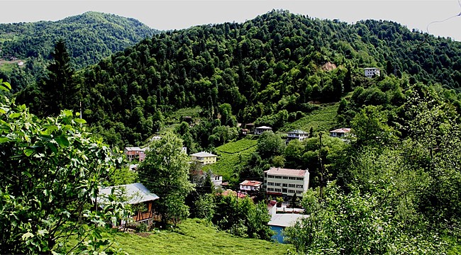 Hemşin'de ormanları da, balı da yok ettiler!