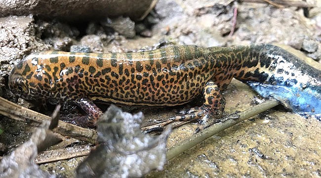 Kafkas Semenderi değil Karadeniz Semenderi çıktı