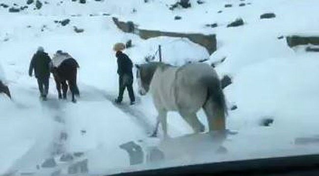 Rize'de donmak üzere olan atlar kurtarıldı