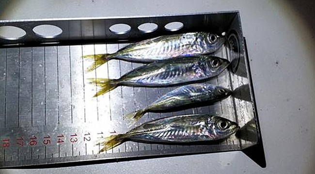 Rize'de 3 ton küçük boy istavrite el konuldu