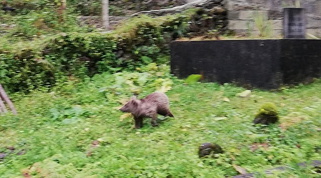 Rize'de yiyecek bulamayan ayı yavrusu kümese girdi