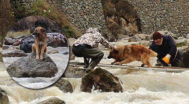 Derede mahsur kalan köpek böyle kurtarıldı