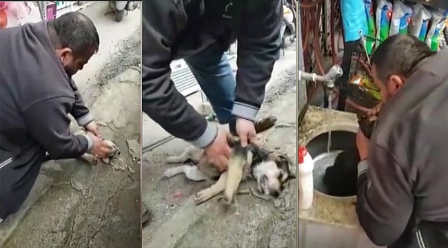 Rize'de köpeği yeniden hayata döndüren esnaf