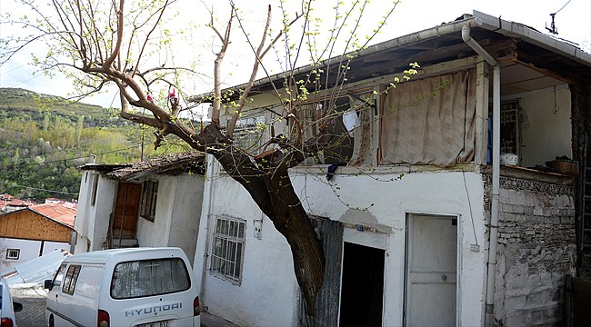 Evin içinde dut ağacı büyüyor
