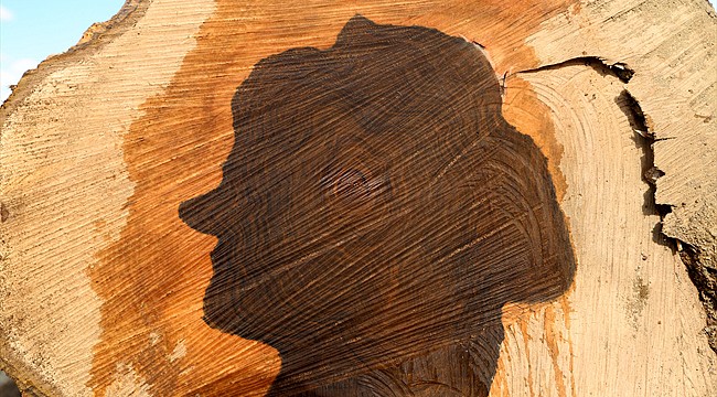 Kesilen ceviz ağacının gövdesinde kadın silüeti çıktı