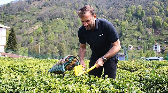 Okan Buruk çay topladı