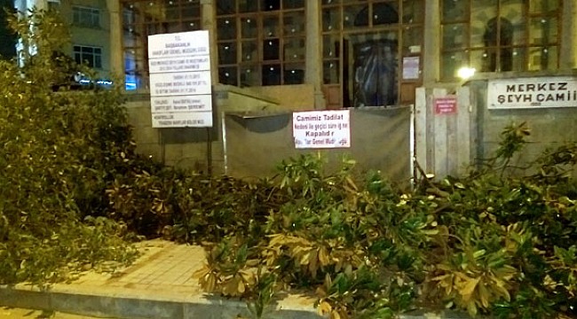 Rize'de gece yarısı ağaç katliamı