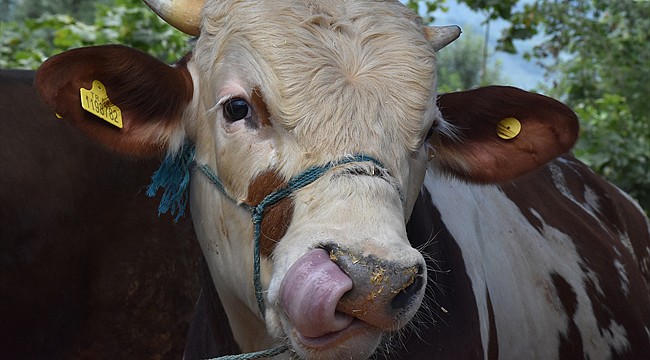 Rize İl Pandemi Kurulu’ndan ‘Kurban Bayramı’ uyarısı