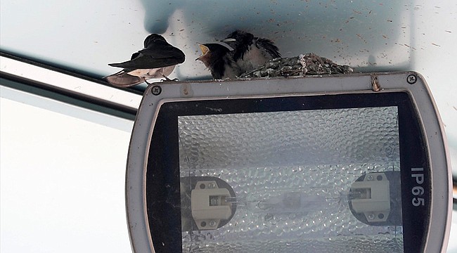 Ardeşen'de yavru kuş vinç ile yuvasına konuldu