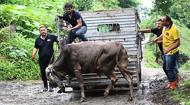 Rize'de kaçan kurbanlık boğa 5 saatte yakalandı
