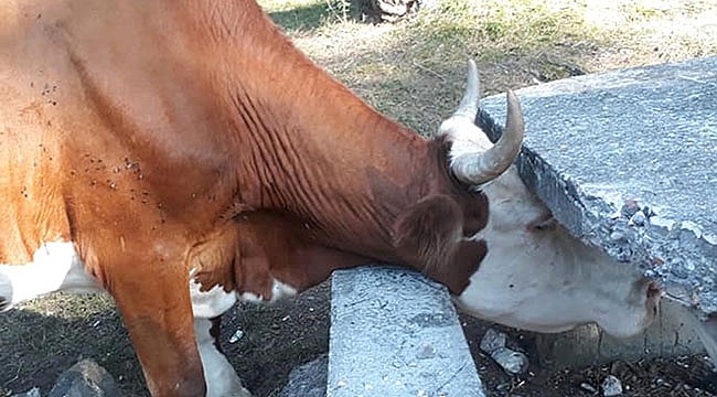 Başı sıkışan inek kurtarıldı