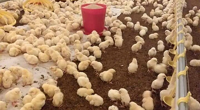 Çay lifleri tavuk yetiştiriciliği için kullanılıyor