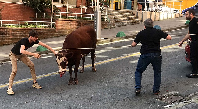 Rize'de kaçan kurbanlık boğa yol ortasında kesildi