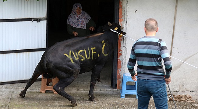 Rize'de kaçan kurbanlıklar zor anlar yaşattı