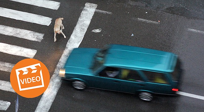 Rize'nin Trafik Polisi sokak köpekleri