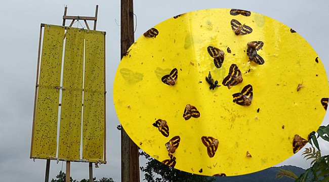 Vampir kelebekler için sarı ışıklı çözüm