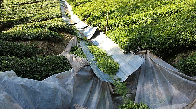 Çay taşımacılığında son nokta